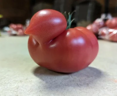 個性的すぎるトマトです！▶ウサギっぽいトマト！？（⇒次へ）