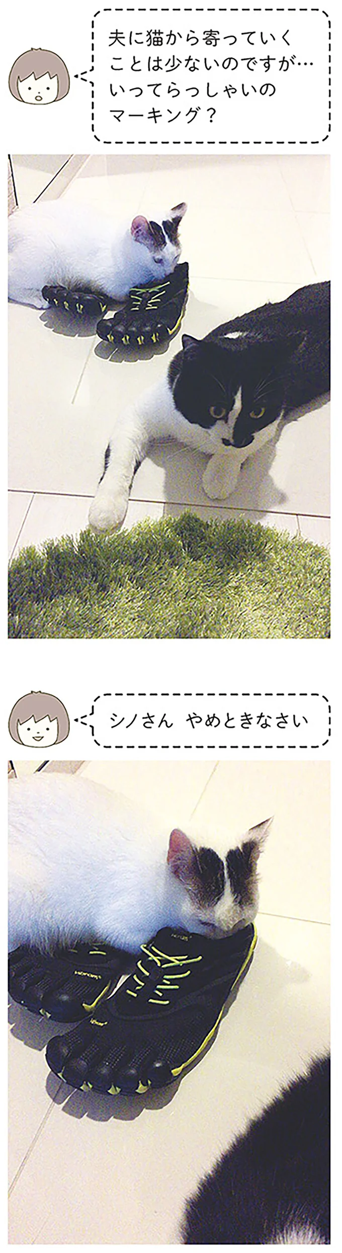 『うちの猫がまた変なことしてる。』より