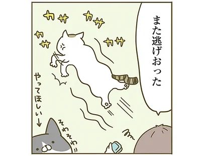 また逃げおった
