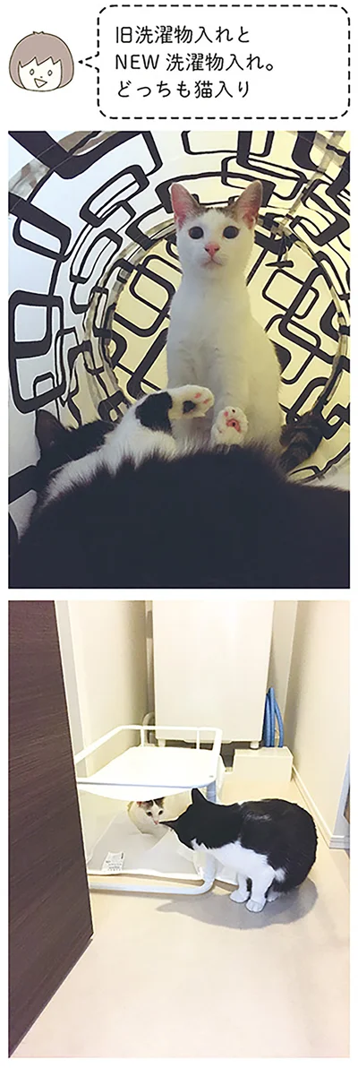 どっちも猫入り