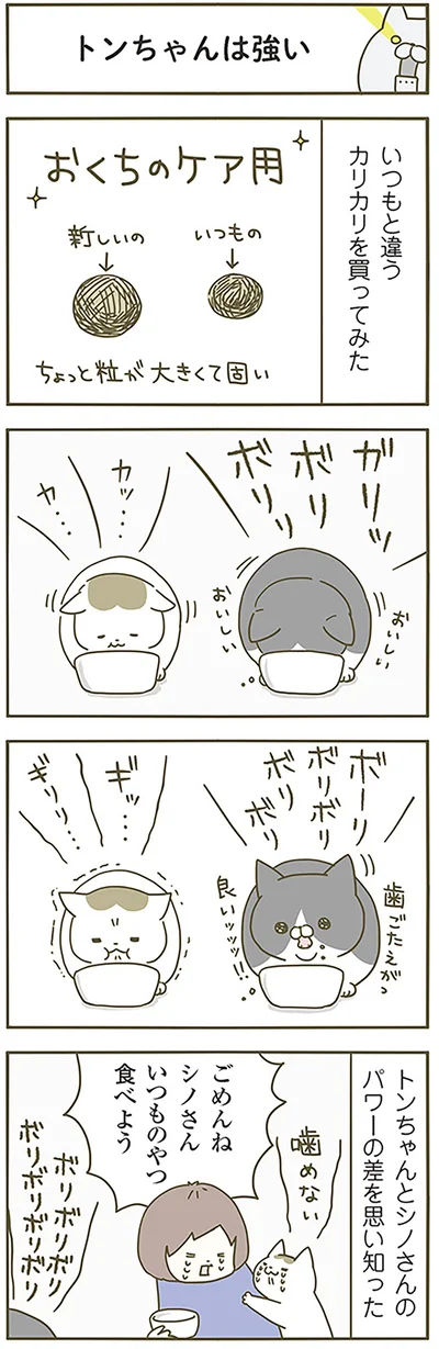 トンちゃんは強い