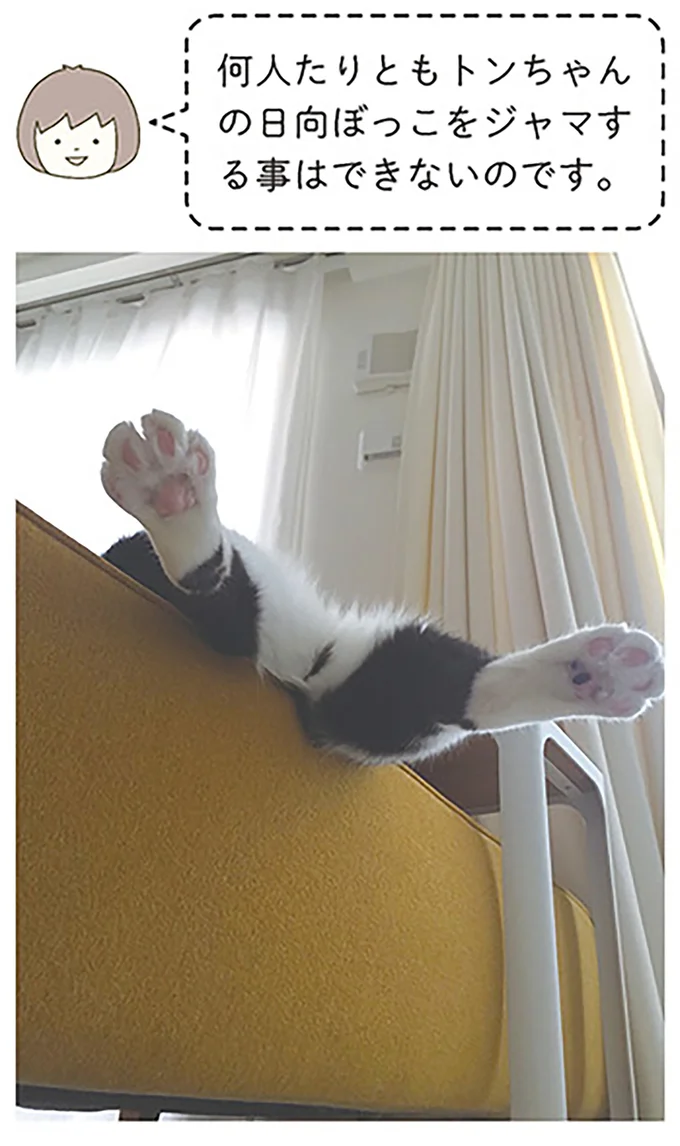 何人たりともトンちゃんの日向ぼっこをジャマすることはできないのです