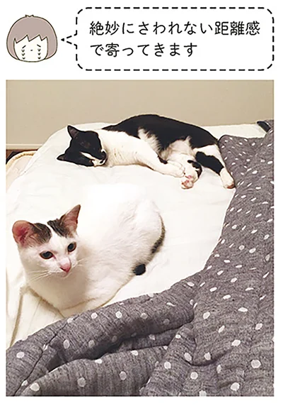 絶妙にさわれない距離感で寄ってきます