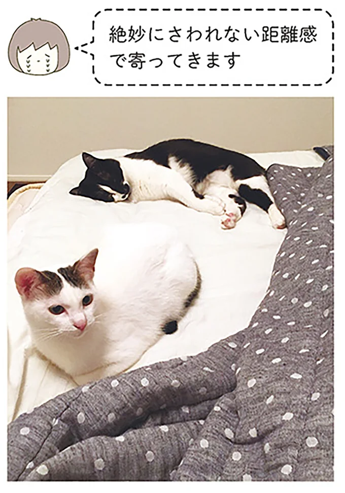 絶妙にさわれない距離感で寄ってきます