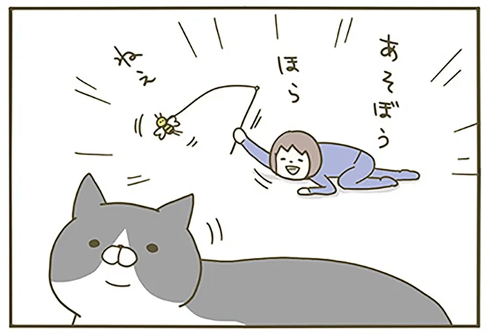 遊ぼう！ ほら！ ねえ！ ある夏の日、テンション高めに猫にかまったときのこと