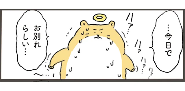 「今日でお別れらしい…」虹の橋を渡るハムスターが会いに行ったのは