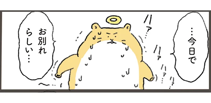 「今日でお別れらしい…」虹の橋を渡るハムスターが会いに行ったのは