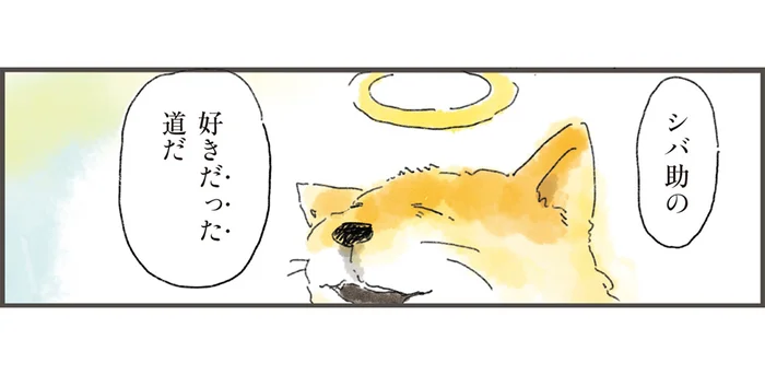 亡き愛犬が好きだった散歩道。「もしかしたら、ひょっこり…」を願って歩いたら