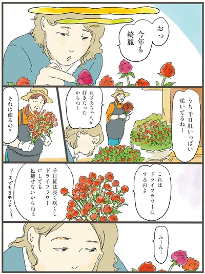 うち千日紅いっぱい咲いてるねー