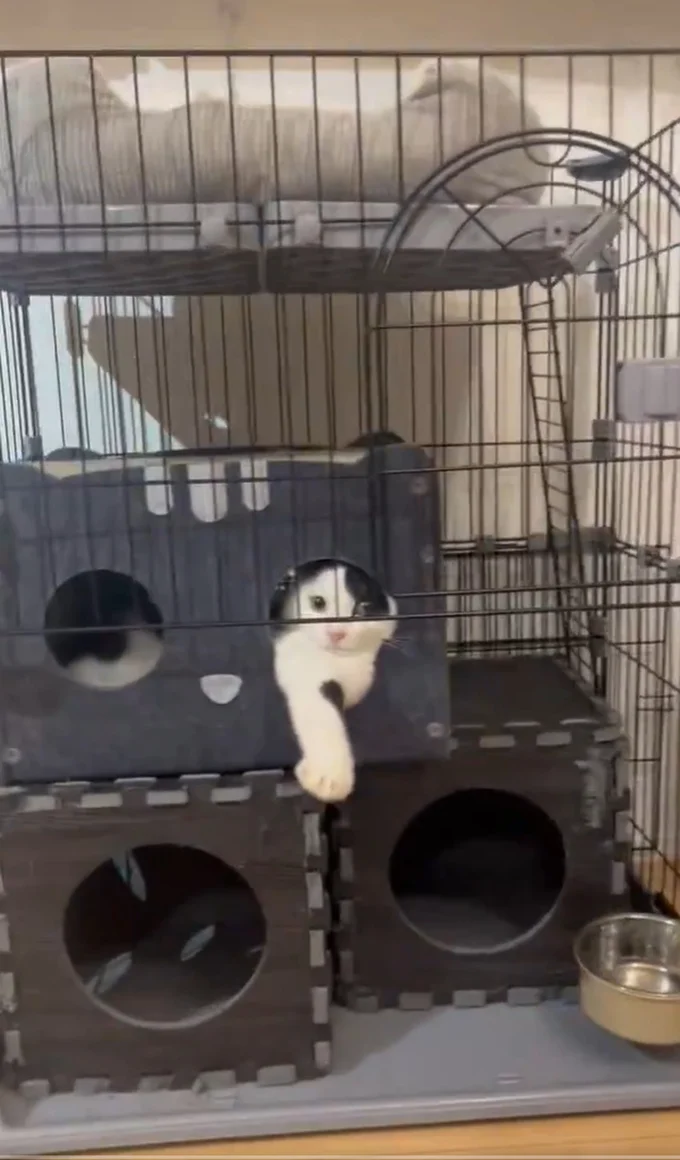 おててを伸ばした猫ちゃん▶横から見てみると（⇒次へ）