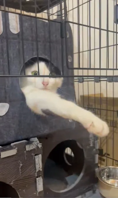 こんなにおててが伸びている！▶これはきっと握手OK！のハズ（⇒次へ）