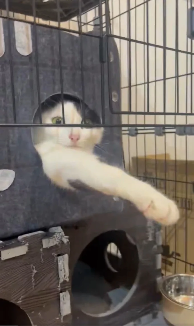 こんなにおててが伸びている!▶これはきっと握手OK!のハズ(⇒次へ)