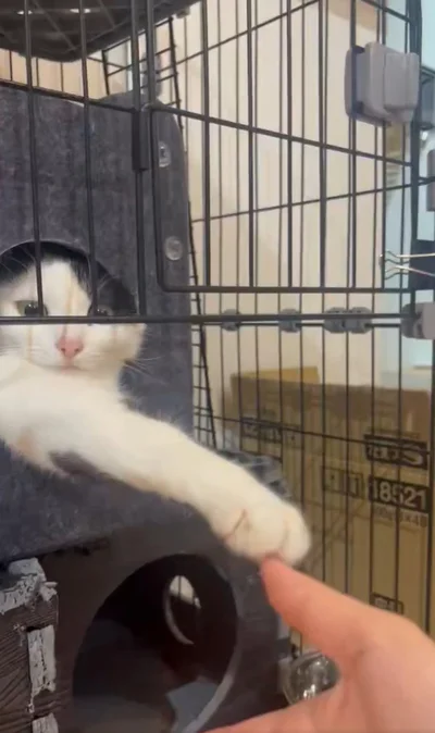 そっと手を伸ばして…▶さぁ、握手！（⇒次へ）