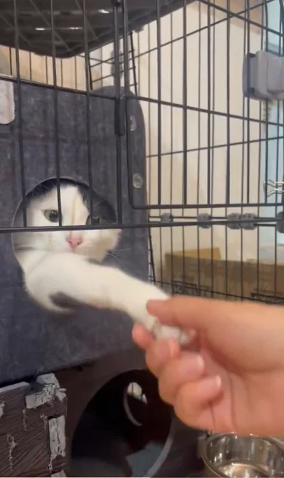 にぎっと握手！！▶と思ったら…（⇒次へ）