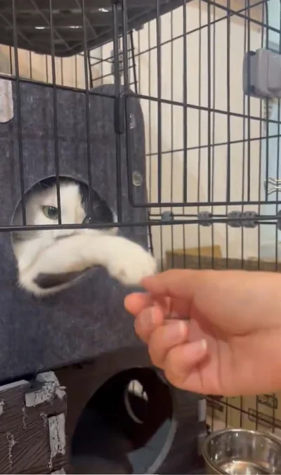 あれ！？▶猫ちゃんのおててが…（⇒次へ）