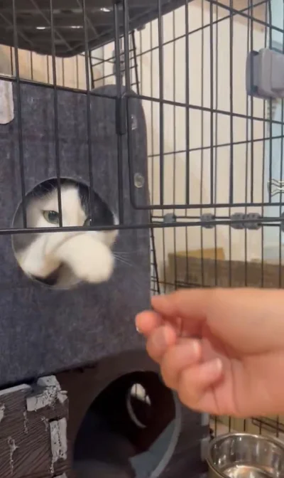 おててが引っ込んじゃった！？▶握手、ダメだった？（⇒次へ）