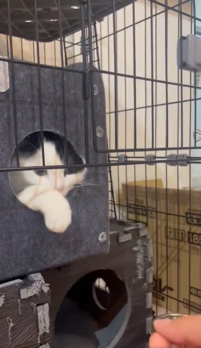 静かに手を引っ込められてしまいました▶もう一度チャレンジしたい飼い主さん（⇒次へ）