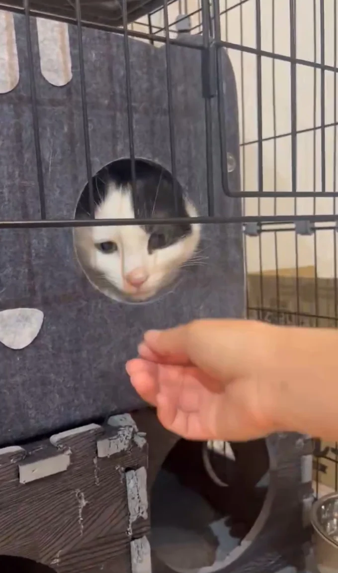 完全におててをしまわれてしまいました▶逃げるでもなく、塩対応…（⇒次へ）