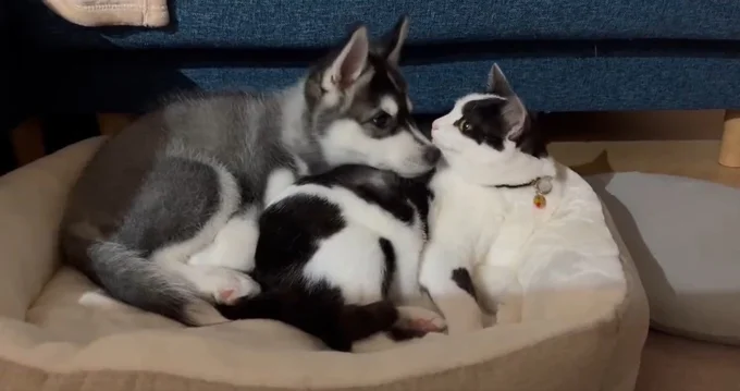 宝物たち▶凛々しいミアちゃん（⇒次へ）