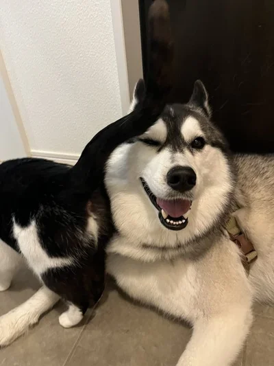 仲良しミシェルちゃんとロベルタちゃん▶ガラス越しにそっと見守り…（⇒次へ）