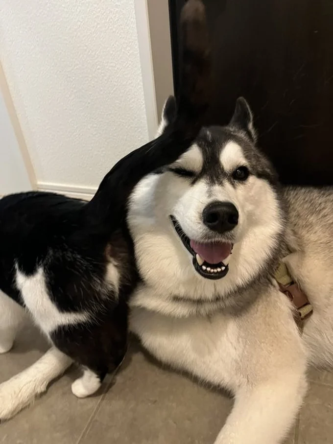 仲良しミシェルちゃんとロベルタちゃん▶ガラス越しにそっと見守り…（⇒次へ）