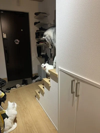 こんなところで小競り合い▶ミシェルちゃん、遊ぼうって誘ってる？（⇒次へ）