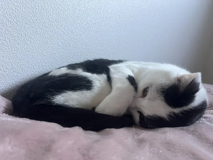 寝起きのミシェルちゃん▶リラックスするワンニャン（⇒次へ）