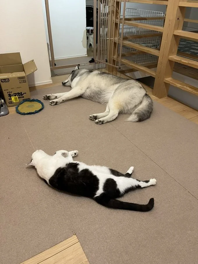 すやすや眠るミシェルちゃんとロベルタちゃん▶猫は狭いところが好き（⇒次へ）