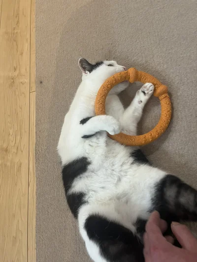 おもちゃで遊ぶ猫のミシェルちゃん