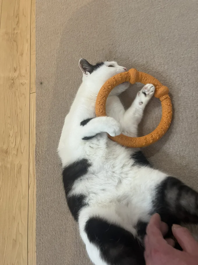 おもちゃで遊ぶ猫のミシェルちゃん