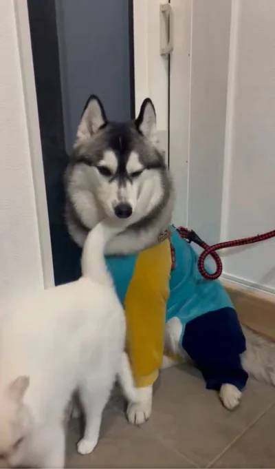 ミアちゃんもくるくる▶ロベルタちゃんも嬉しそう！（⇒次へ）