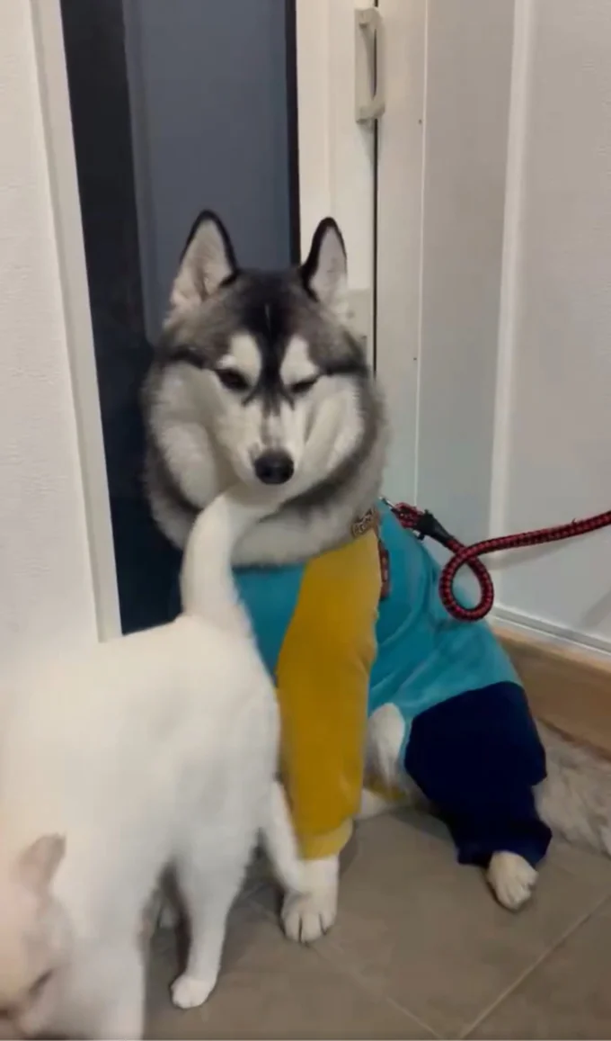 ミアちゃんもくるくる▶ロベルタちゃんも嬉しそう!(⇒次へ)