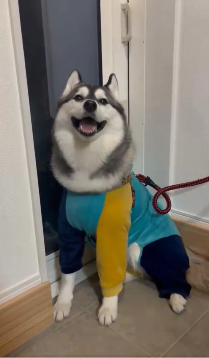 おかえりの舞ににっこりのロベルタちゃん▶素敵な家族（⇒次へ）