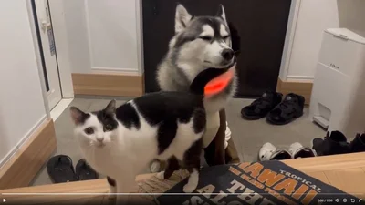 おかえりの舞（ミアちゃん）▶近くでぐるぐると歩いてアピール（⇒次へ）