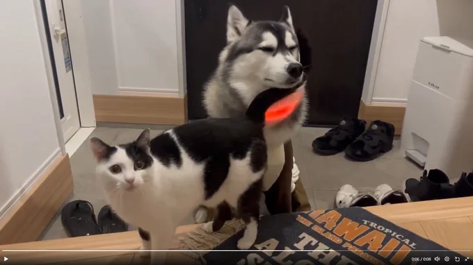 おかえりの舞(ミアちゃん)▶近くでぐるぐると歩いてアピール(⇒次へ)