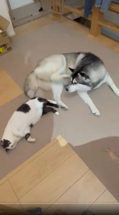 まったりしていたミシェルちゃんとロベルタちゃん▶ミシェルちゃんと触れ合おうと…（⇒次へ）