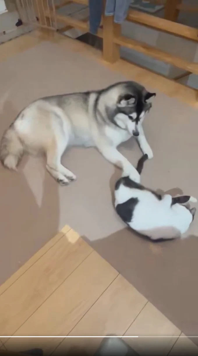 ロベルタちゃんが遊びに誘いますが…▶ミシェルちゃんから先に誘ったのに(⇒次へ)