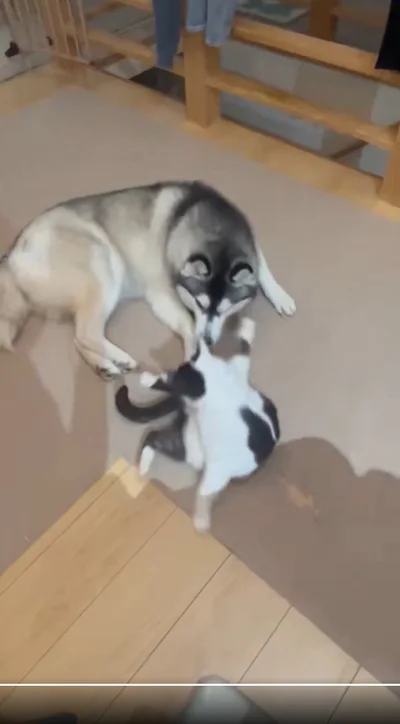 ミシェルちゃんから右ストレートが！▶ペシッっと聞こえてきそうな猫パンチ！（⇒次へ）