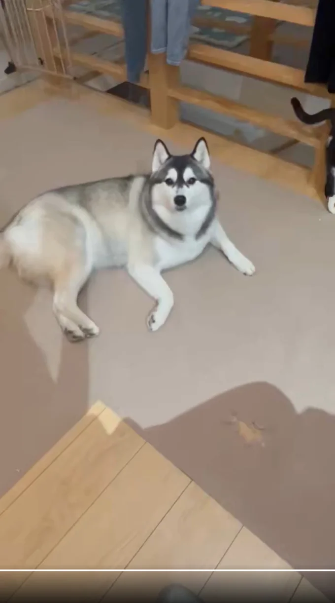 ひとり残されるロベルタちゃんでした▶お散歩帰りへのお出迎え(⇒次へ)