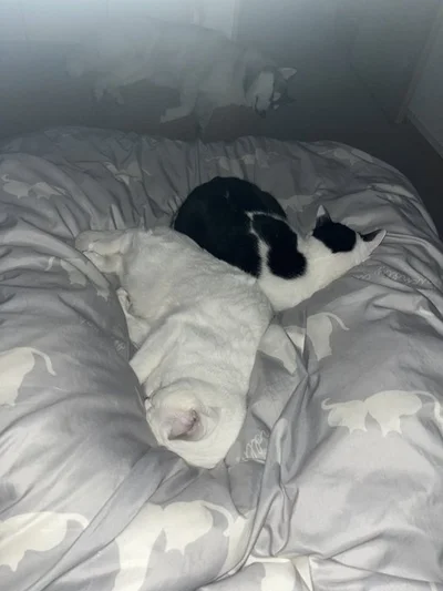 握手はしてくれないけれど一緒には寝てくれるミシェルちゃんとミアちゃん▶シベリアンハスキーのロベルタちゃんと…（⇒次へ）