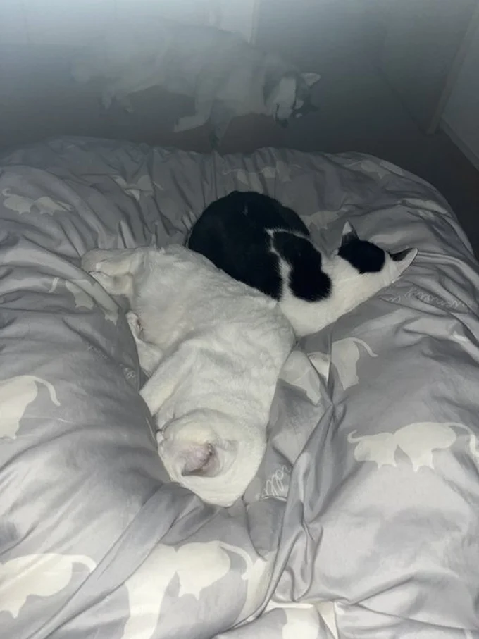 握手はしてくれないけれど一緒には寝てくれるミシェルちゃんとミアちゃん▶シベリアンハスキーのロベルタちゃんと…(⇒次へ)