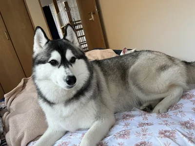 お耳がよっつ？▶仲良く眠っています（⇒次へ）