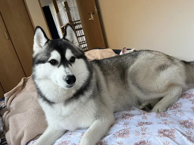 お耳がよっつ？▶仲良く眠っています（⇒次へ）