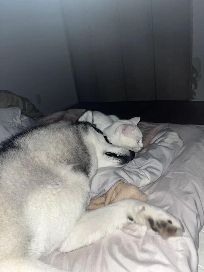 すやすやミアちゃんロベルタちゃん▶食べちゃいたいくらいに可愛がっています（⇒次へ）