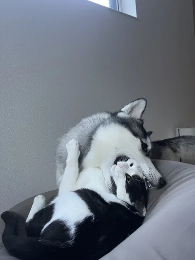 ミシェルちゃんとミアちゃんが大好きなロベルタちゃん▶（⇒次からは、SNSで大人気！「猫飼いあるある」満載の爆笑マンガ『鴻池剛と猫のぽんた ニャアアアン！』を試し読みできます！）