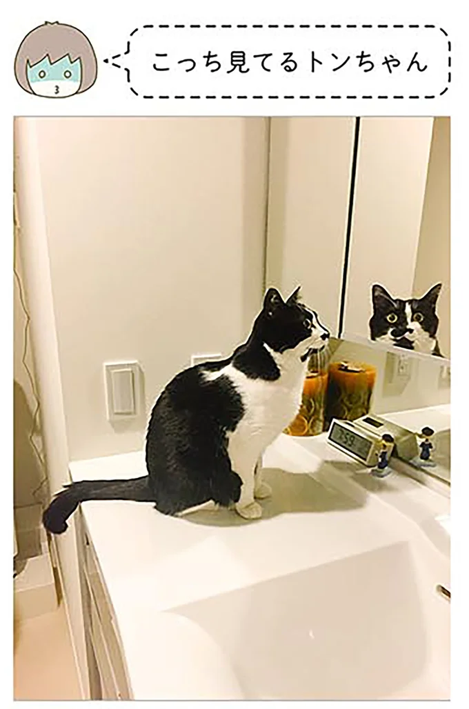 『うちの猫がまた変なことしてる。2』より