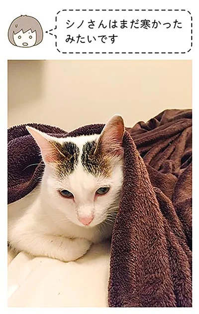 『うちの猫がまた変なことしてる。2』より