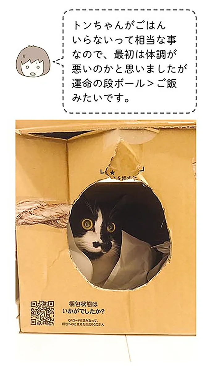 『うちの猫がまた変なことしてる。2』より
