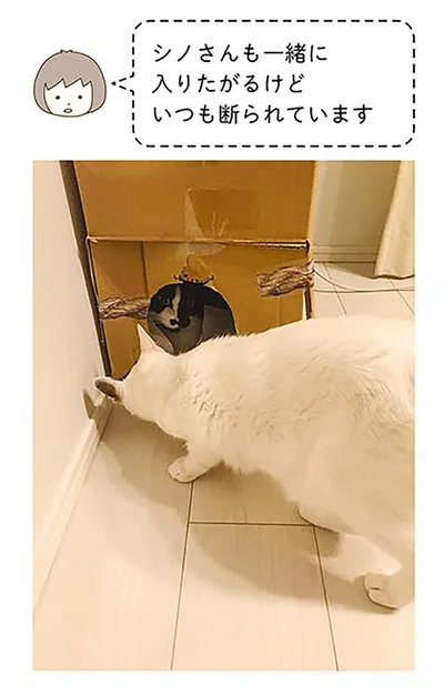 『うちの猫がまた変なことしてる。2』より