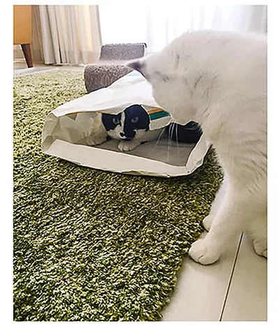 『うちの猫がまた変なことしてる。2』より